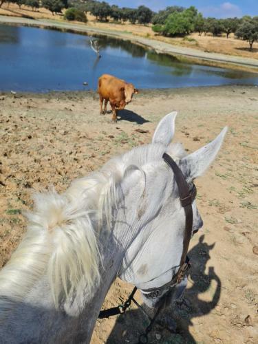 Hotel Alojamiento Rural Finca Barral