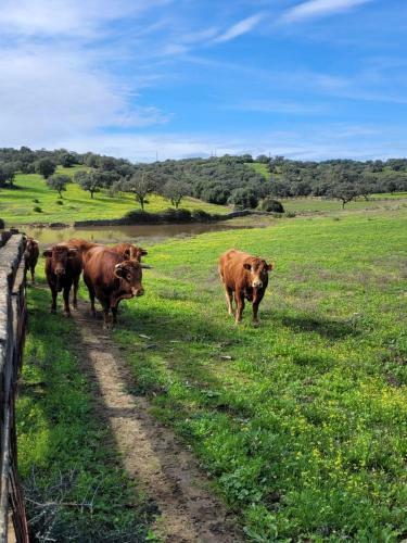 Hotel Alojamiento Rural Finca Barral