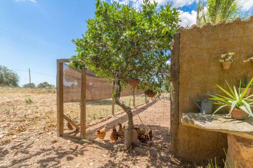 Sant Llorens - 2896 Mallorca