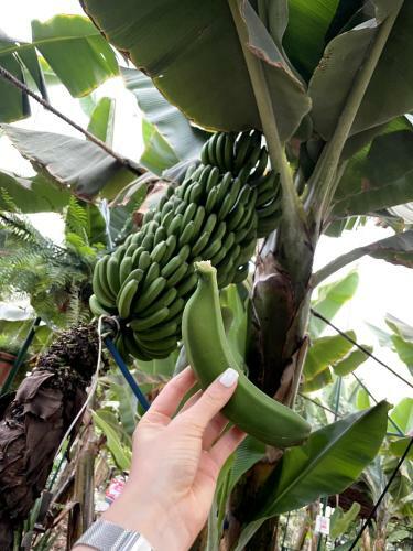 Sunningdale Village Golf Del Sur