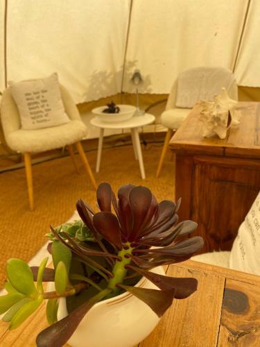 Glamping Bed And Breakfast Finca Alegria De La Vida