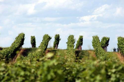 Villa La R�sidence "les Grands Vignobles"