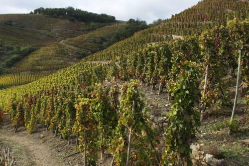 Hotel H�tel Le Domaine Des Vignes