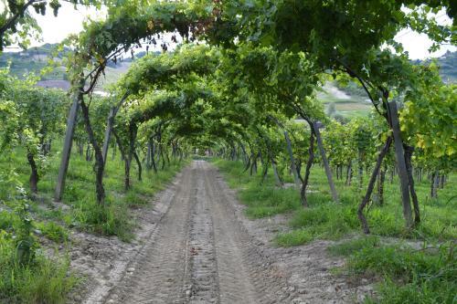 Agroturismo Tenuta La Pergola