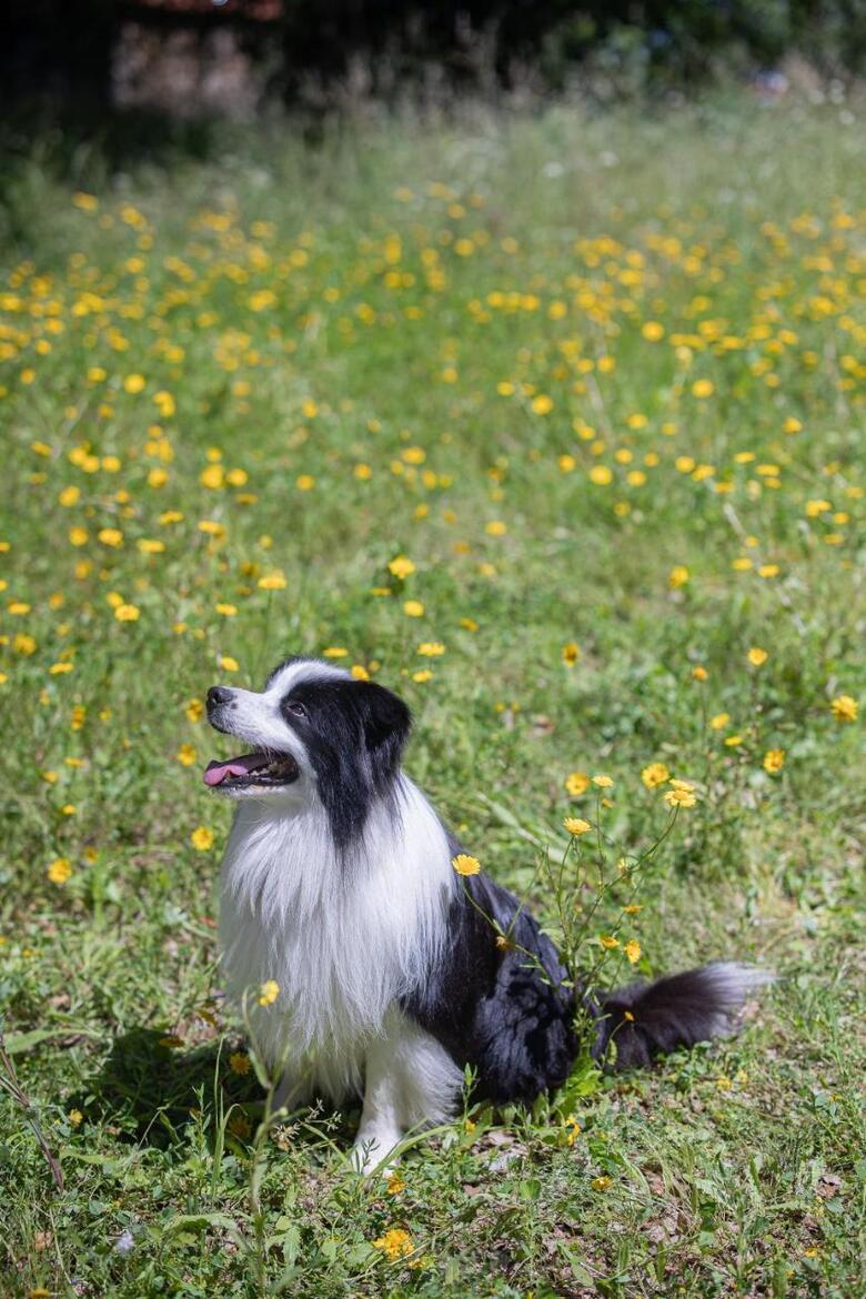 Agroturismo Casanova Farmhouse