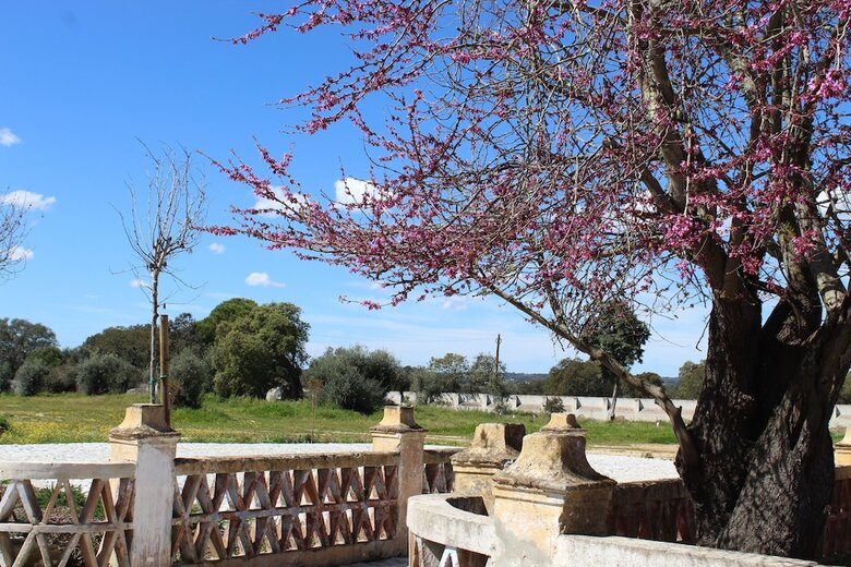 Hotel Cenoura-brava Villas & Suites.