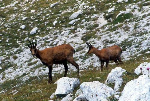 Apartamento Rifugio Passo Godi