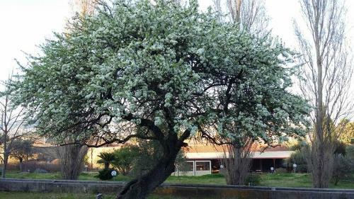 Agroturismo Il Pero Selvatico