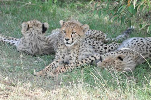 Bed & Breakfast Luna House Moyo Wa Dunia Ltd
