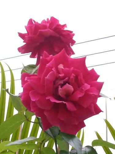 Bed & Breakfast Garden Rose Homestay