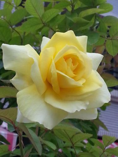 Bed & Breakfast Garden Rose Homestay