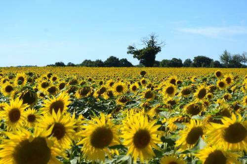 Bed & Breakfast Le Moulin De Lusseau