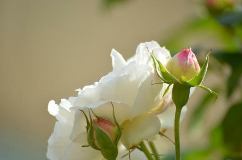 Agroturismo Kilthorpe Grange Bed & Breakfast