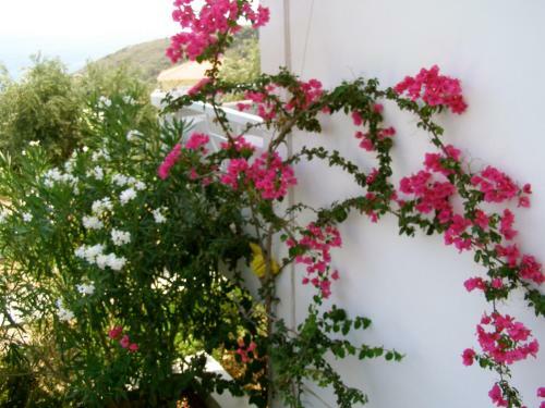 Apartamento Anthemoessa Villas
