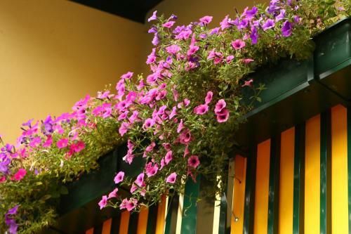 Hostal Pension Jany