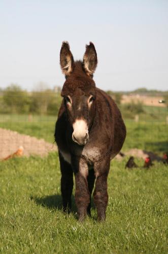 G�te De La Ferme Des Crins Blancs