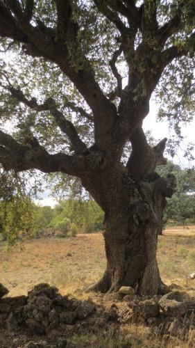 Agroturismo Casa Rural Pati�o