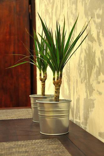 Apartamenty Splendor