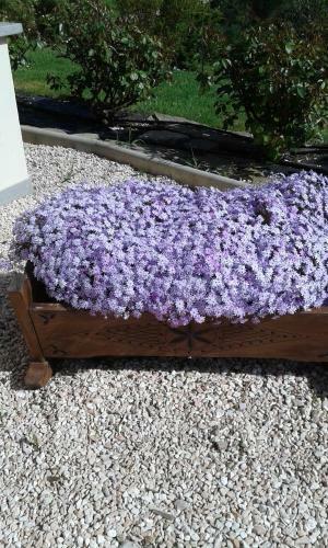 B&B Monticelli