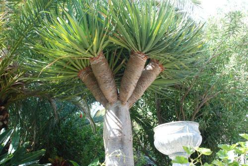 Apartamentos Finca Wapa