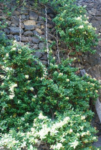 Apartamentos Finca Wapa