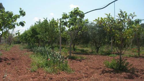 Apartamento Baglio Natura