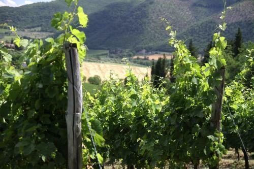 Agroturismo Podere Vignola