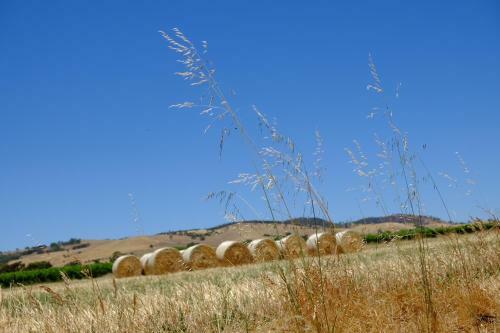 Barossa Vineyard Cottages