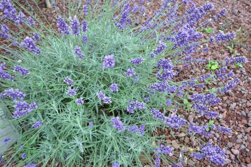 Bed And Breakfast Villa Novella