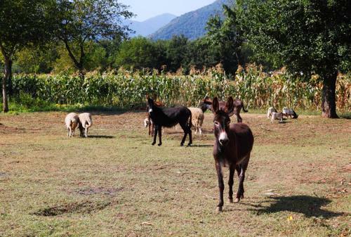 Agroturismo Pericle