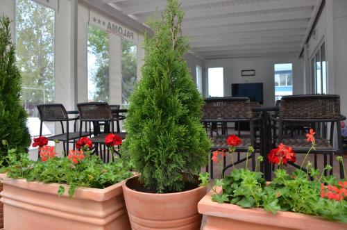 Hostal Vila Paloma Residence Mamaia
