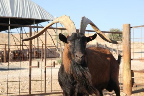 Agroturismo Naot Farm