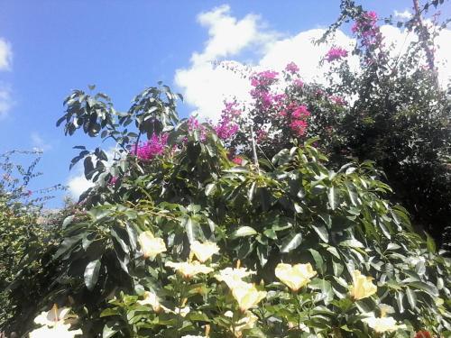 Apartamento Appartamento Buganville
