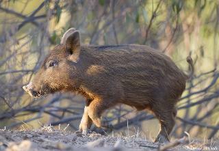Hostal Herdade Do Sobroso Country House