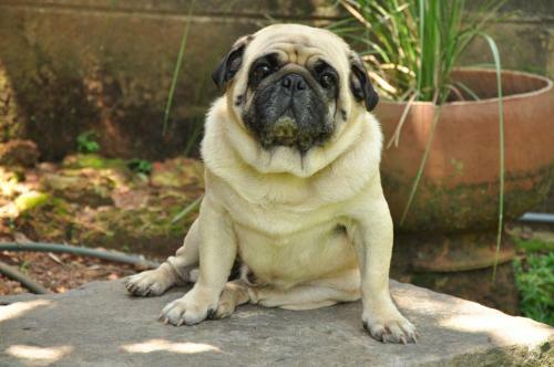 Bed & Breakfast Bangalawa