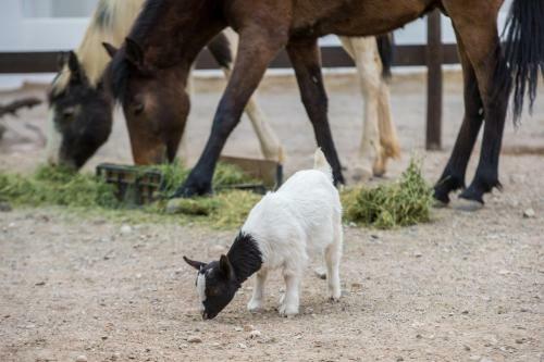 Agroturismo Olive Grove Guest Farm