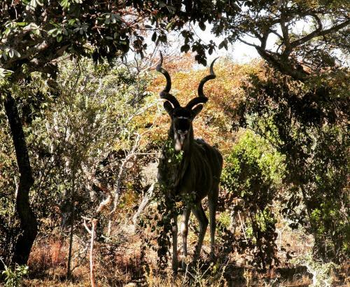 Lodge Olievenfontein Private Game Reserve