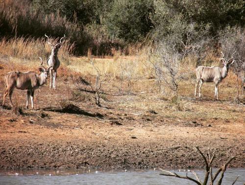 Lodge Olievenfontein Private Game Reserve