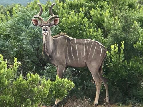 Lodge Olievenfontein Private Game Reserve