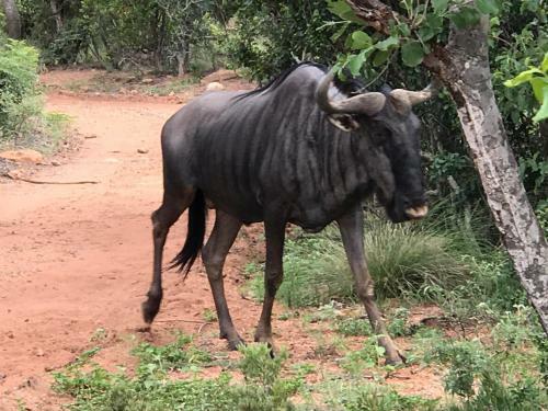 Lodge Olievenfontein Private Game Reserve