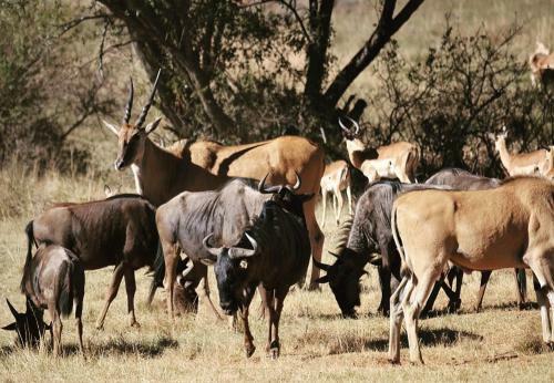 Lodge Olievenfontein Private Game Reserve