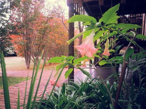 Bed & Breakfast Midrand Wild Goose Guest House