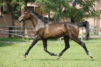 Hostal San Giacomo Horses & Agriturismo