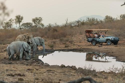 Royal Madikwe Luxury Safari Lodge