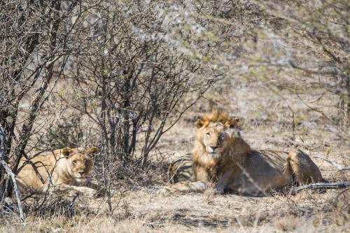 Royal Madikwe Luxury Safari Lodge