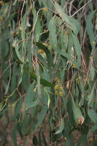 Motel Comfort Inn Foster