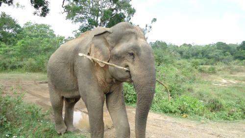 Heina Nature Resort, Kataragama, Sri Lanka