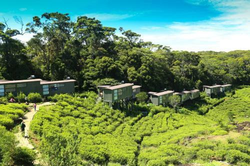 The Rainforest Ecolodge - Sinharaja