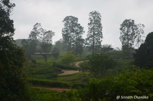 The Rainforest Ecolodge - Sinharaja