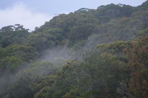 The Rainforest Ecolodge - Sinharaja